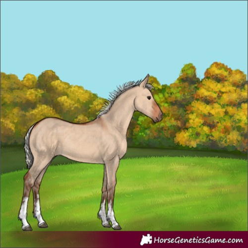 Horse Color:Unknown 