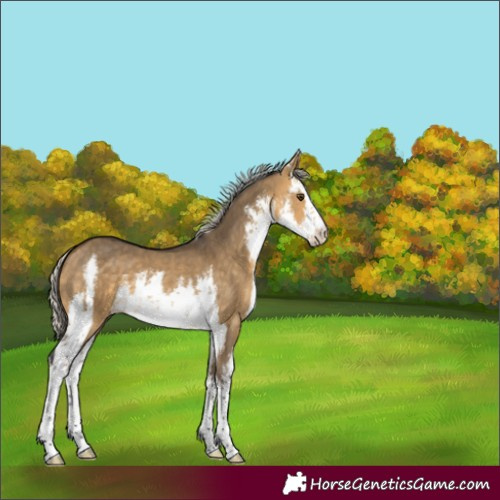 Horse Color:White Spotted Silver Buckskin Dun 