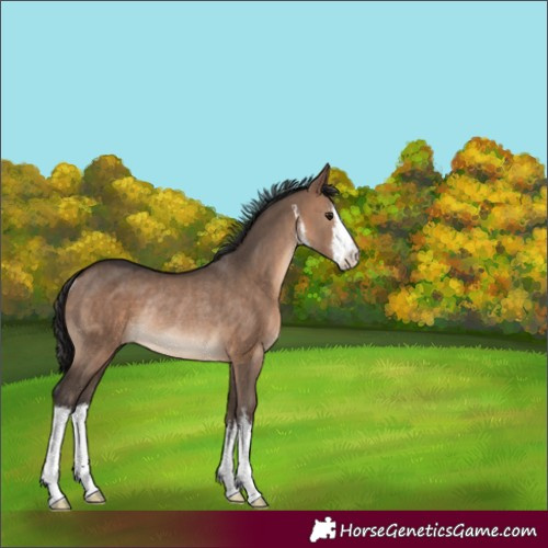 Horse Color:White Spotted Brown Dun Rabicano 