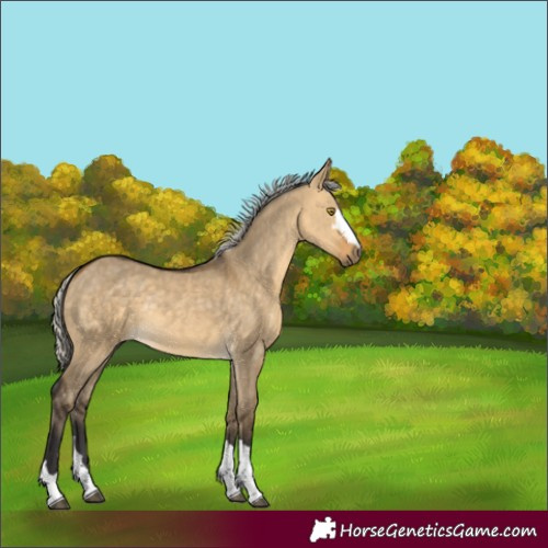 Horse Color:Silver Buckskin Dun Rabicano 
