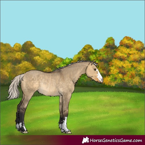 Horse Color:Silver Buckskin Dun Rabicano