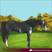 Horse Color:Black Sabino 