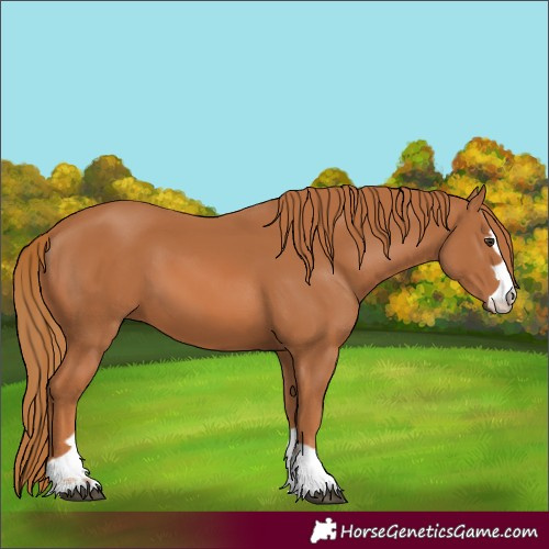 Horse Color:Chestnut 
