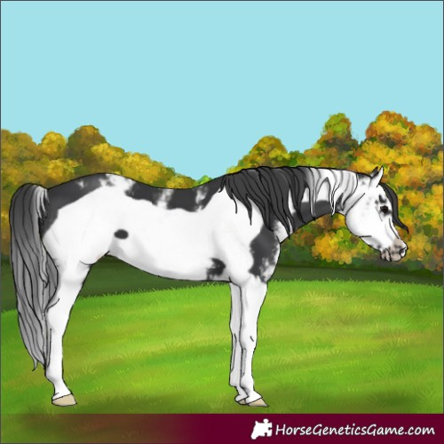 Horse Color:Black Sabino Splash Frame