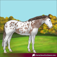 Horse Color:Liver Chestnut Splash Appaloosa 