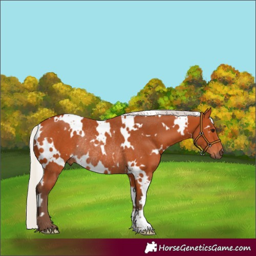 Horse Color:White Spotted Silver Bay Rabicano 