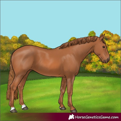 Horse Color:Chestnut 
