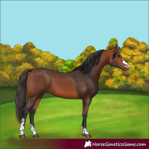 Horse Color:Bay 