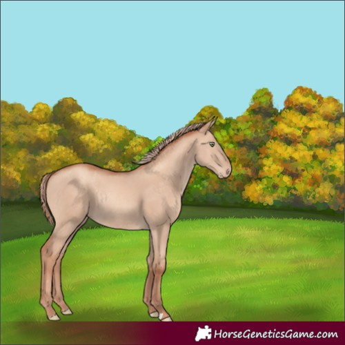 Horse Color:Gold Champagne Dun Rabicano