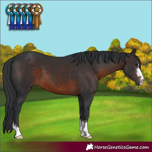 Horse Color:Brown 