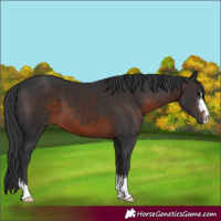 Horse Color:Brown 
