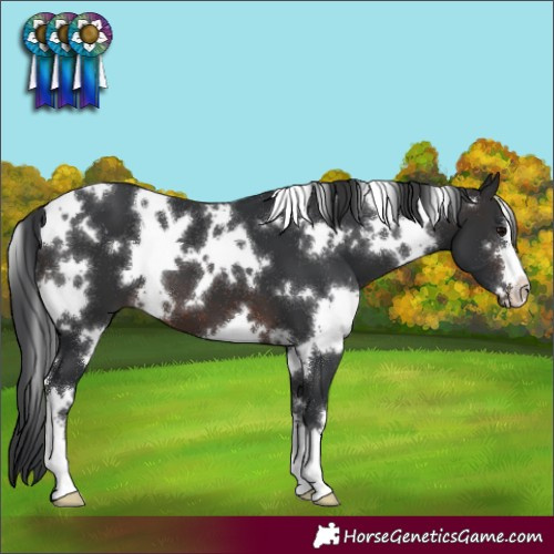 Horse Color:White Spotted Brown 