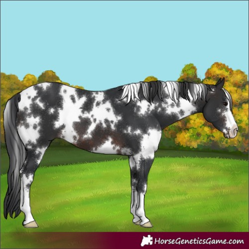 Horse Color:White Spotted Brown 