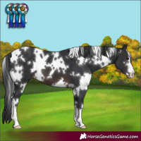 Horse Color:White Spotted Brown