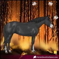 Horse Color:Black Sabino