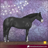Horse Color:Black Sabino