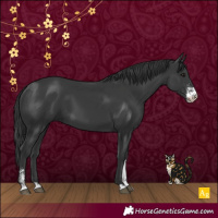 Horse Color:Black Sabino 