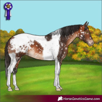 Horse Color:Bay Tobiano Appaloosa