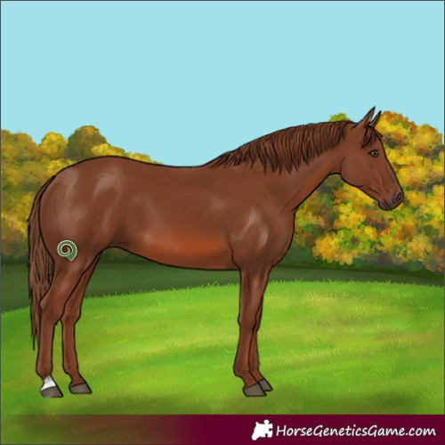 Horse Color:Chestnut 