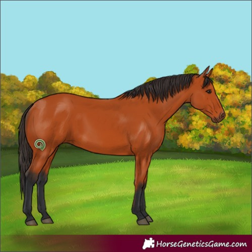 Horse Color:Bay 