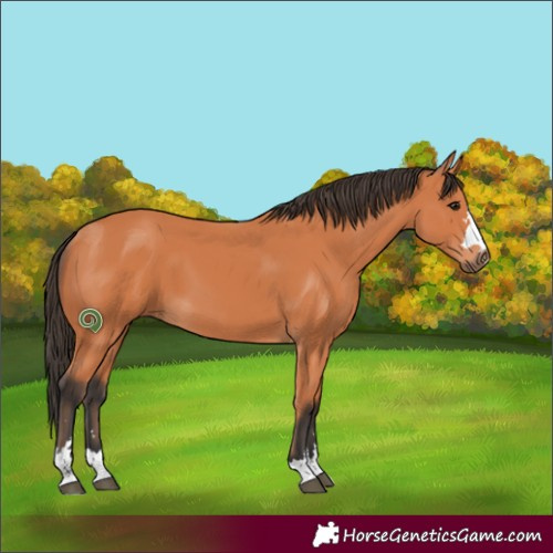 Horse Color:Bay 