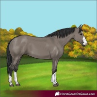 Horse Color:Grullo 