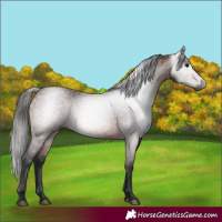Horse Color:Gray Bay 