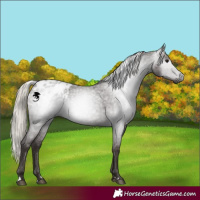 Horse Color:Gray Silver Blue Roan Appaloosa 