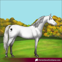 Horse Color:Gray Silver Blue Roan Blanket 