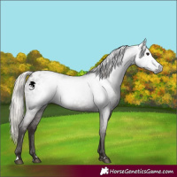 Horse Color:Gray Silver Blue Roan Appaloosa 