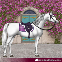 Horse Color:Gray Chestnut 