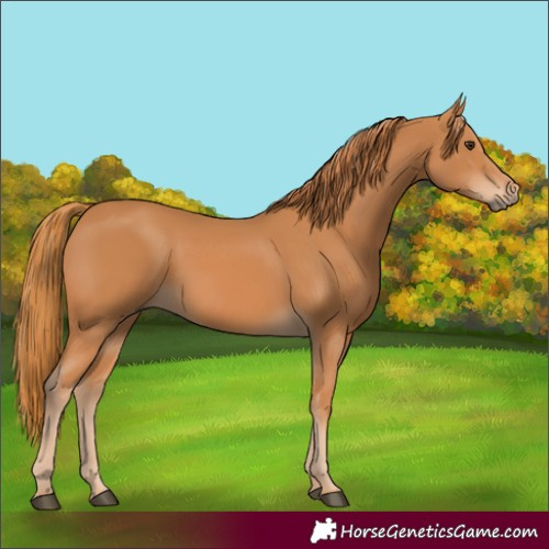 Horse Color:Chestnut 
