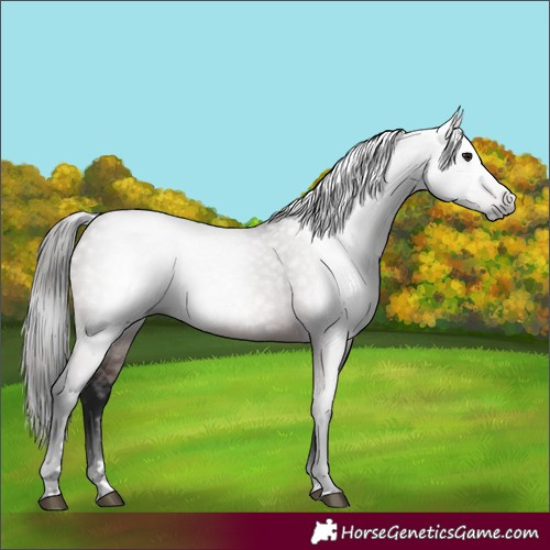 Horse Color:Gray Bay 