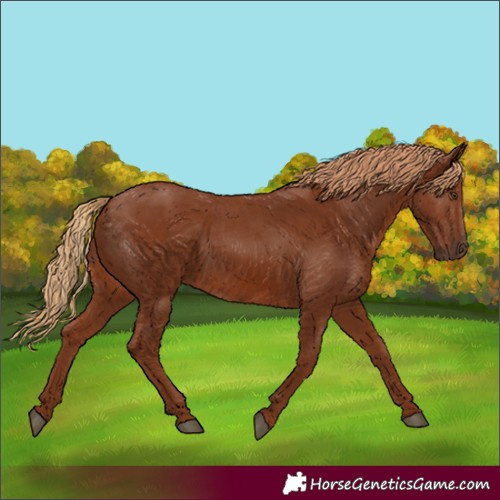 Horse Color:Chestnut 