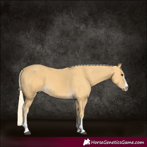 Horse Color:Palomino 