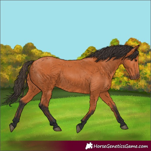Horse Color:Bay 