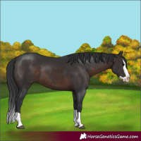Horse Color:Brown Splash 