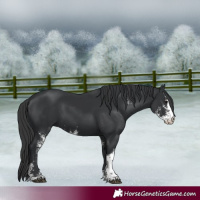 Horse Color:Black Sabino 