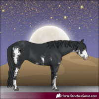 Horse Color:Black Sabino 