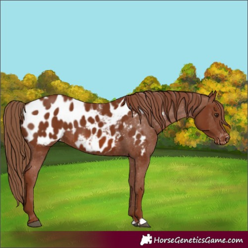 Horse Color:Chestnut Appaloosa 