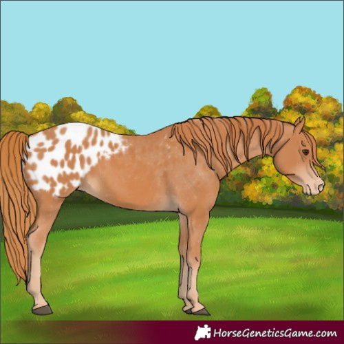 Horse Color:Chestnut Blanket