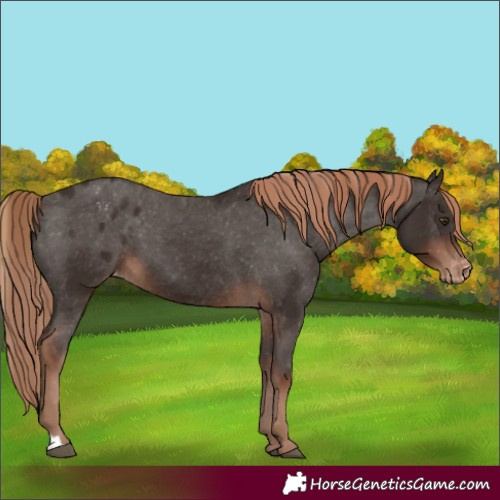 Horse Color:Liver Chestnut Varnish