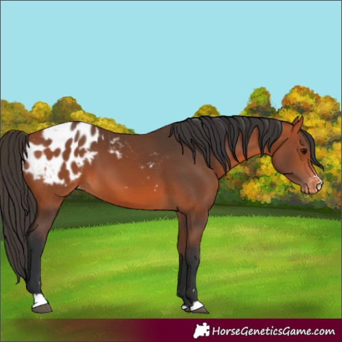 Horse Color:Bay Appaloosa