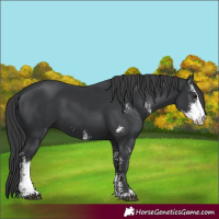 Horse Color:Black Sabino