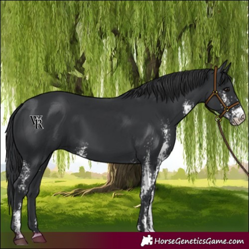 Horse Color:Black Sabino 