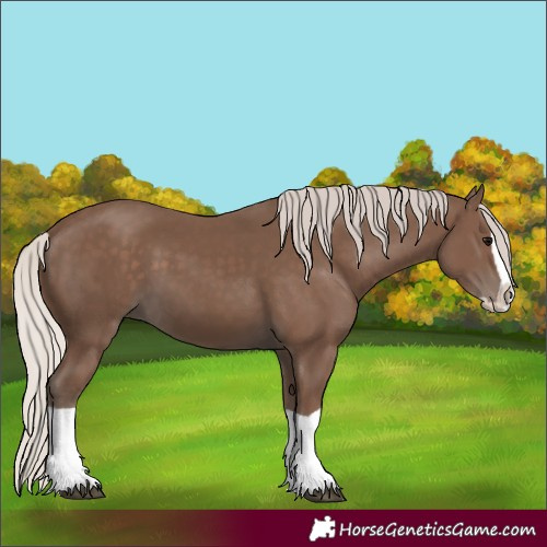 Horse Color:Silver Black Splash 