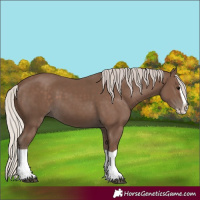 Horse Color:Silver Black Splash