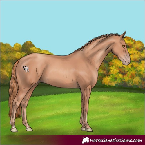 Horse Color:Gold Champagne 