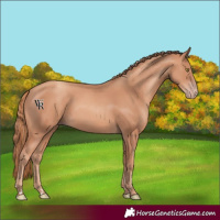Horse Color:Gold Champagne 