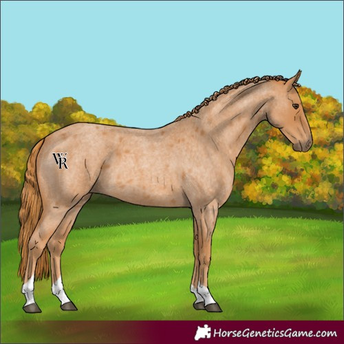 Horse Color:Red Roan Tobiano